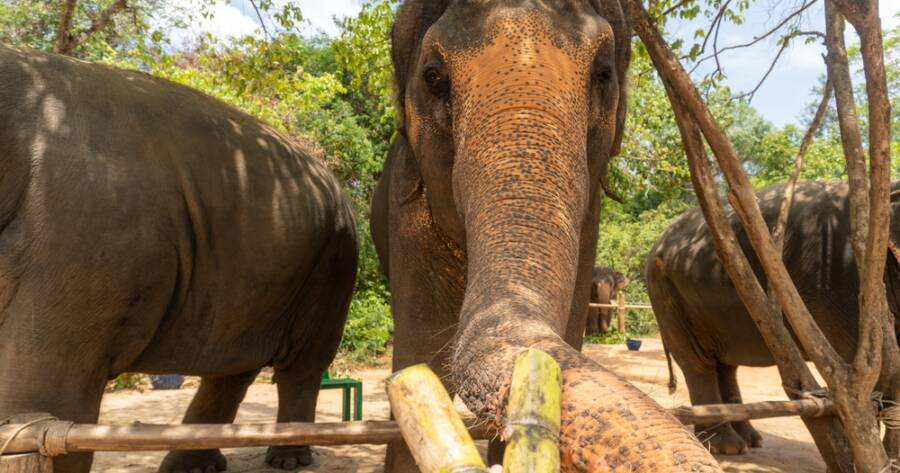 Ethical Wildlife Tourism: How to Tell a Good Sanctuary From a Bad One